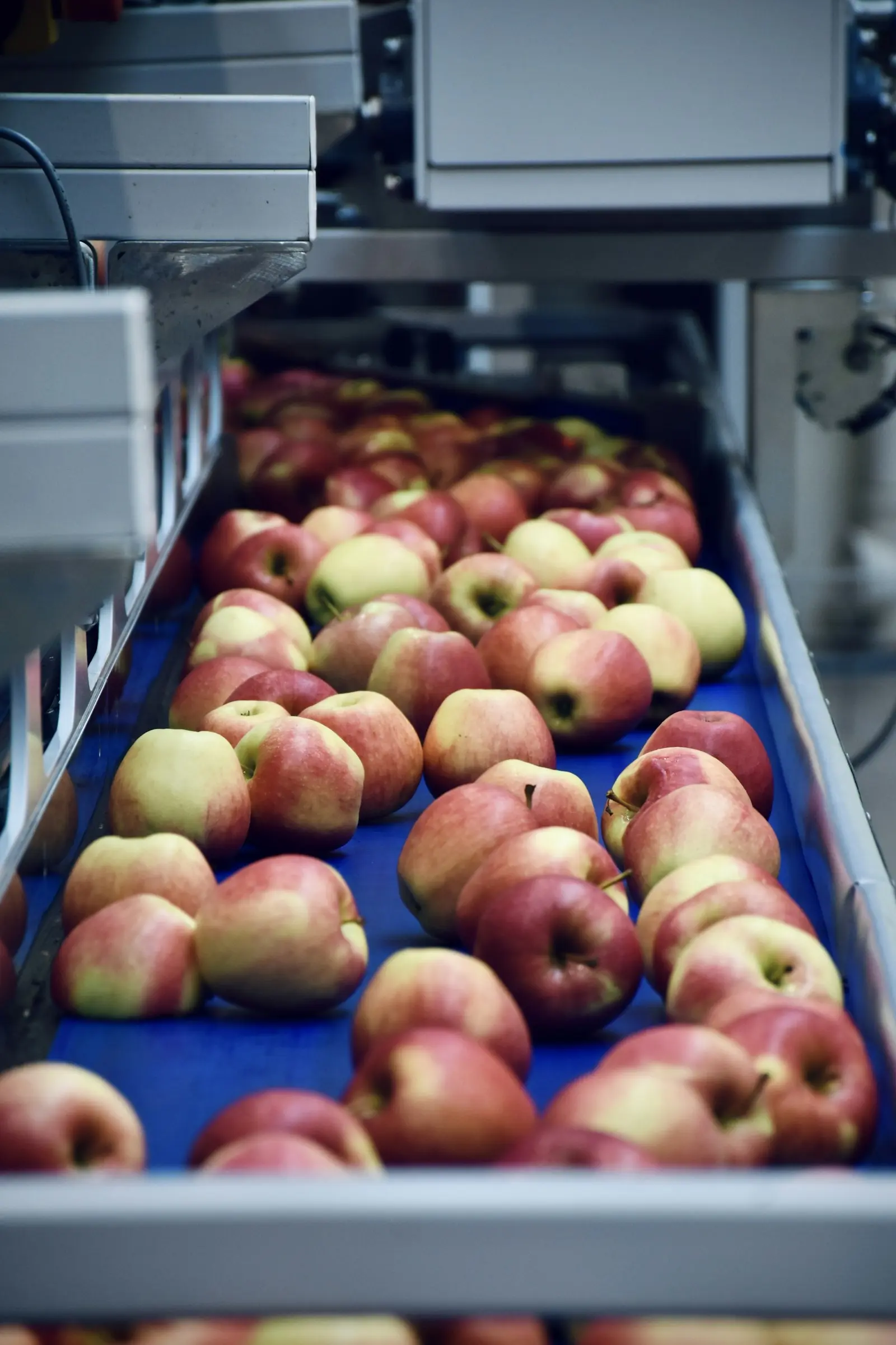Apples in a crate ready for inspection