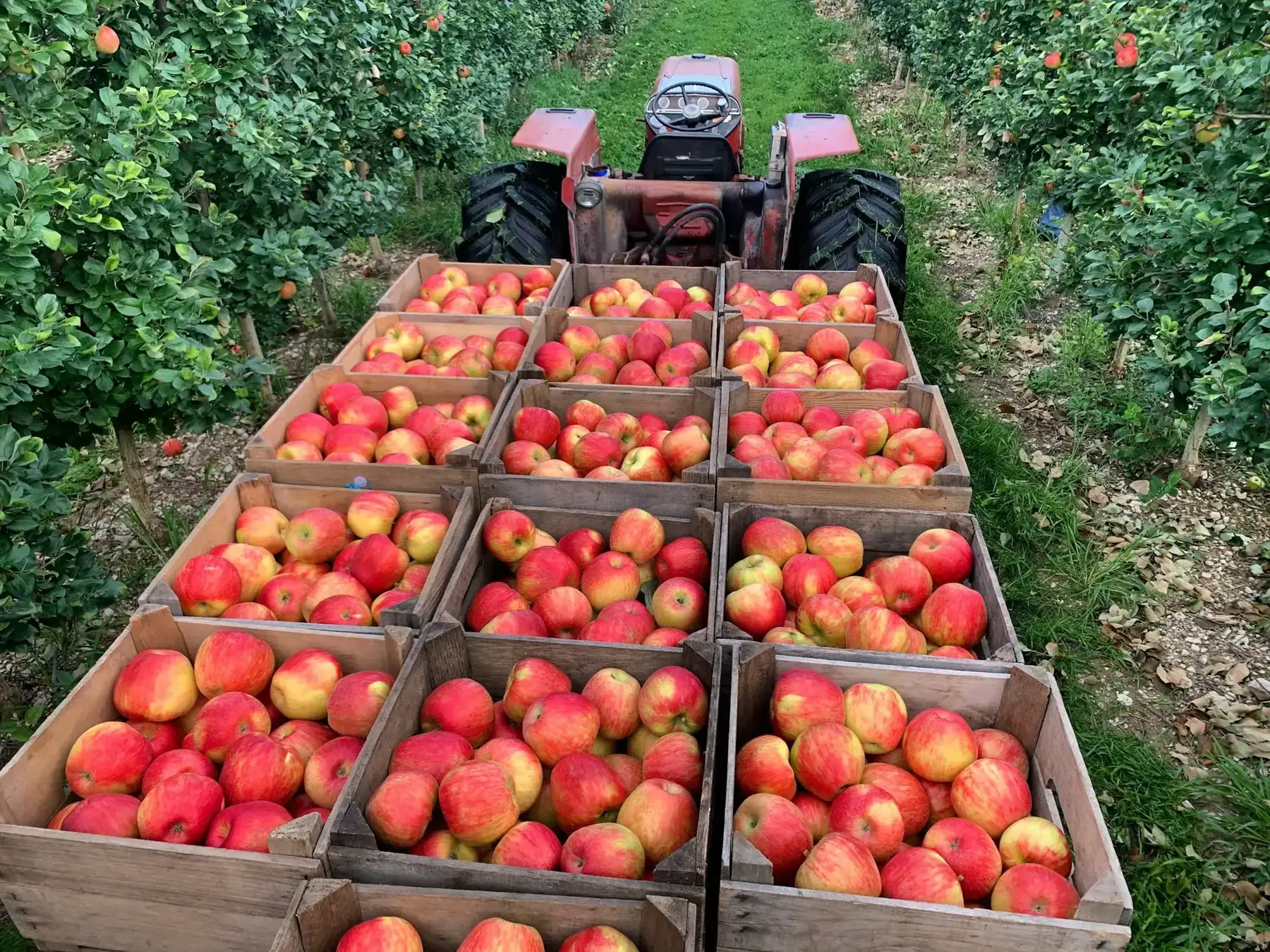 Crates of freshly picked red apples in an orchard